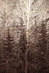 Winter Forest Light