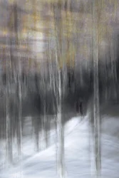 Winter Forest Walk