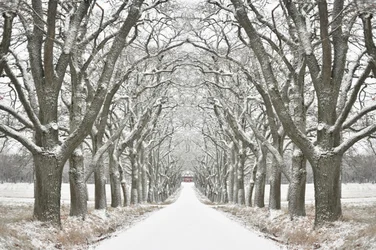 Winter Tree Lined Road