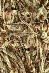 Woven Earth