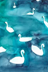 Graceful Swans on Water