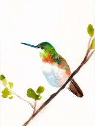Green Hummingbird Perched