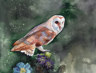 Nocturnal Barn Owl