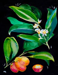 Orange Fruit And Blossoms