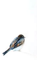 Perched Sparrow Watercolor