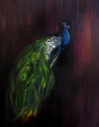 Regal Peacock Portrait