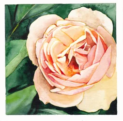 Soft Peach Rose