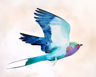 Vibrant Bird In Flight