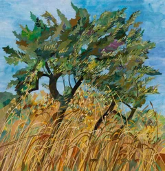 Olive Tree, 2023