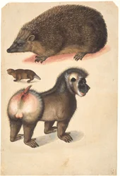 A Hedgehog, a Beaver, and a Male Baboon