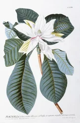 Magnolia