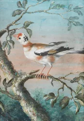 A Bird Seated on a Branch
