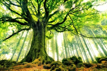 Sunlit Ancient Tree