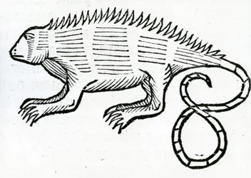 Iguana from 