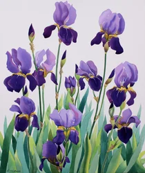 Purple Irises