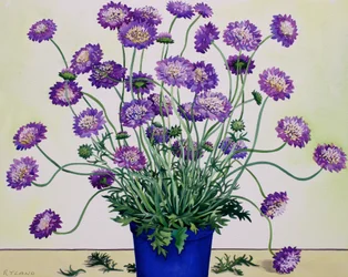 Scabious