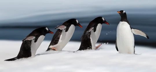 Gentoo Penguin Action