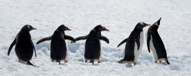 Penguins on a Snowy Walk