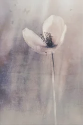 Delicate Butterfly Bloom