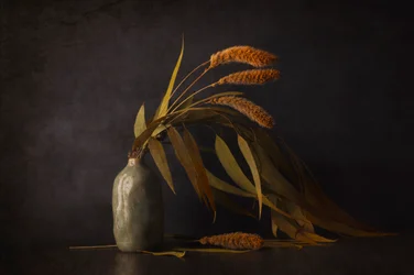 Dried Botanical Still Life