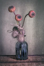 Moody Dried Pods