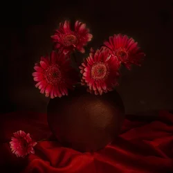 Moody Gerbera Still Life