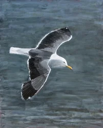 Seagull In Flight