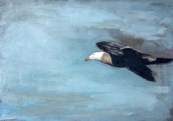 Soaring Albatross Sky