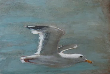 Soaring Seagull