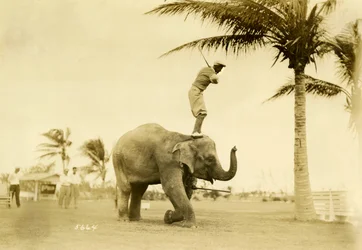 Golfer standing on Rosie the Elephant, Miami Beach, 2 May 1927