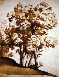 A Group of Trees in Sunlight