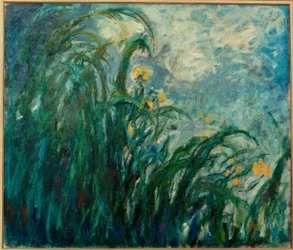 Yellow Irises