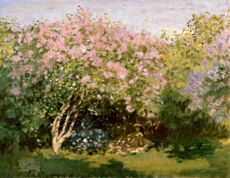 Lilac in the Sun, 1872-1873