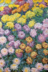 Massif of Chrysanthemums