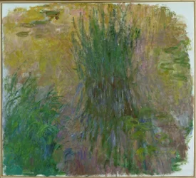 Water Lilies