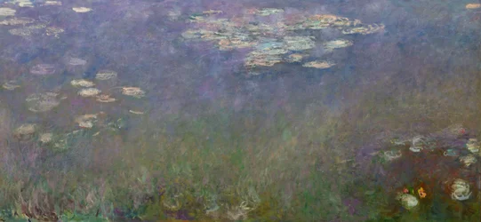 Water Lilies