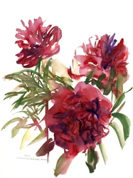 Peonies, 2002