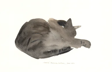 Sleeping cat, 1985