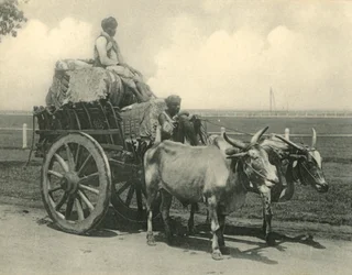 Bullock Cart