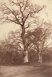 Study of Trees, Bois de Boulogne