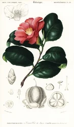 Japanese Camellia, Camellia Japonica (engraving)