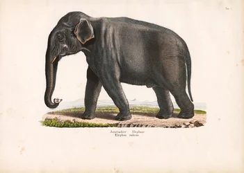 Asian Elephant