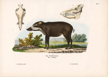 Banded Pig with Anatomical Details