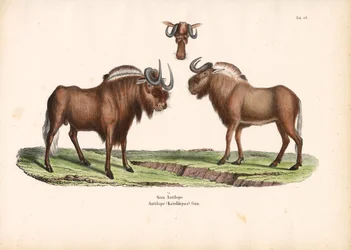 Black Wildebeest with Head Detail