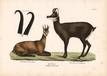 Chamois in Summer and Winter Coat
