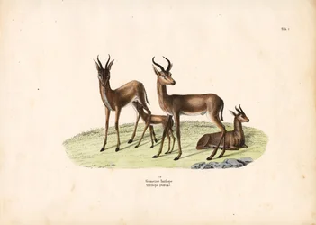 Common Gazelle in Family Group