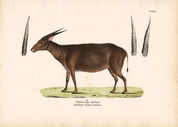 Flat-horned Antelope
