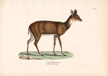 Four-horned Antelope
