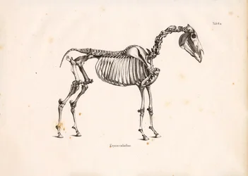 Horse Skeleton