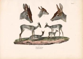 Klipspringer with Portrait Studies
